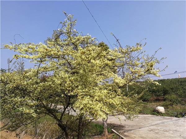 基地景觀(guān)